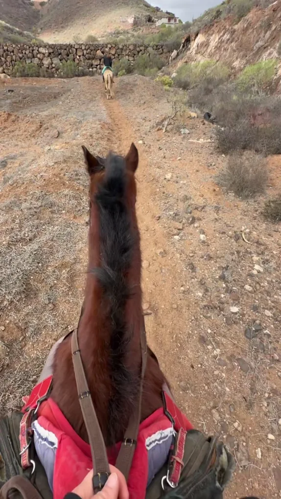 Horseback Riding in Los Gigantes photo 2