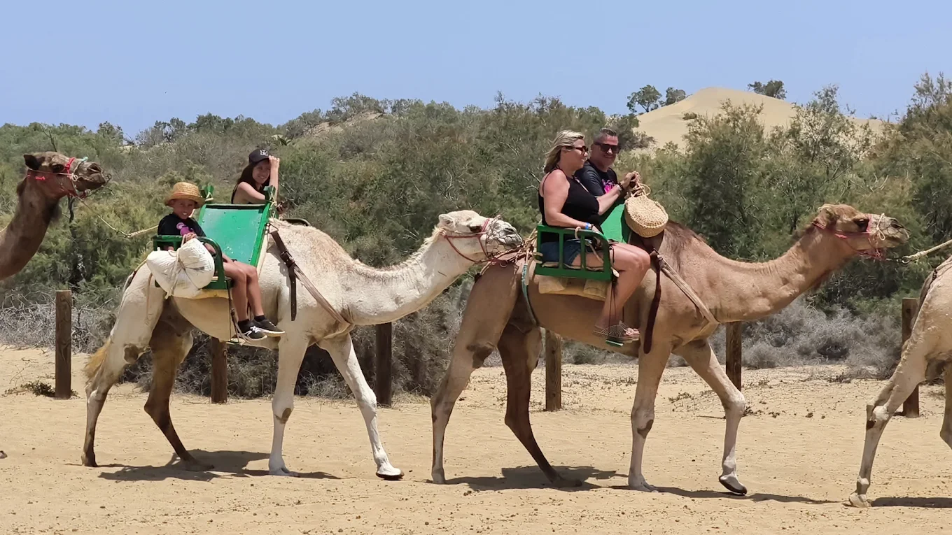 Camel Riding in Santa Cruz