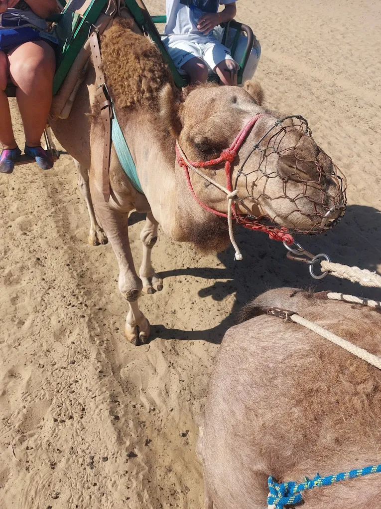 Camel Riding in Santa Cruz photo 3