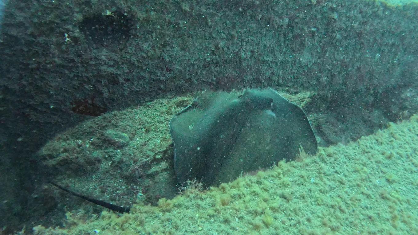 Diving & Snorkeling in San Agustín