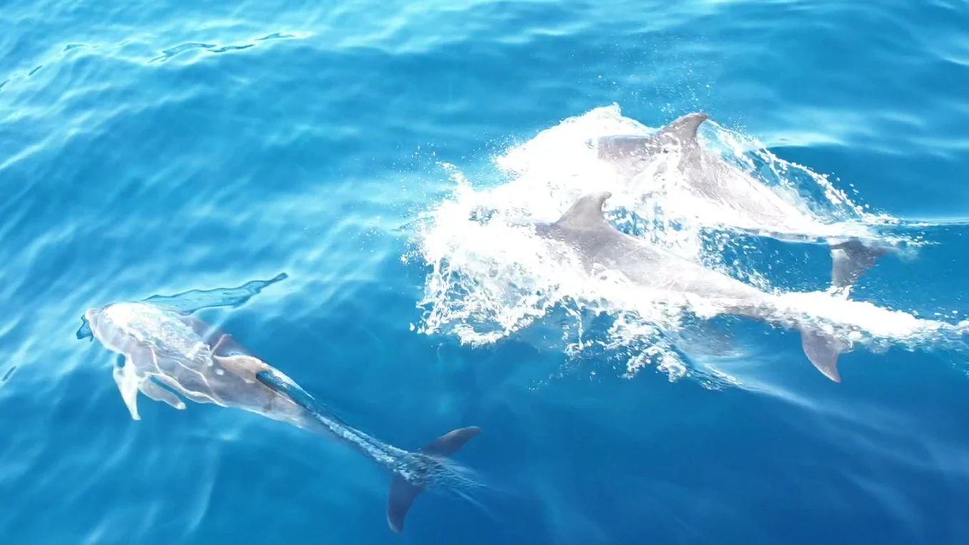 Whale Watching in Playa del Inglés
