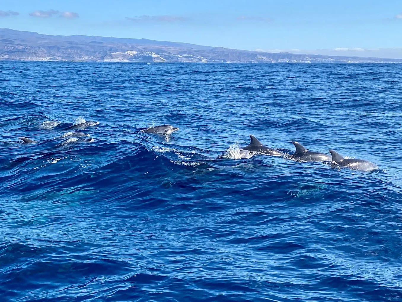 Whale Watching in Playa del Inglés photo 5
