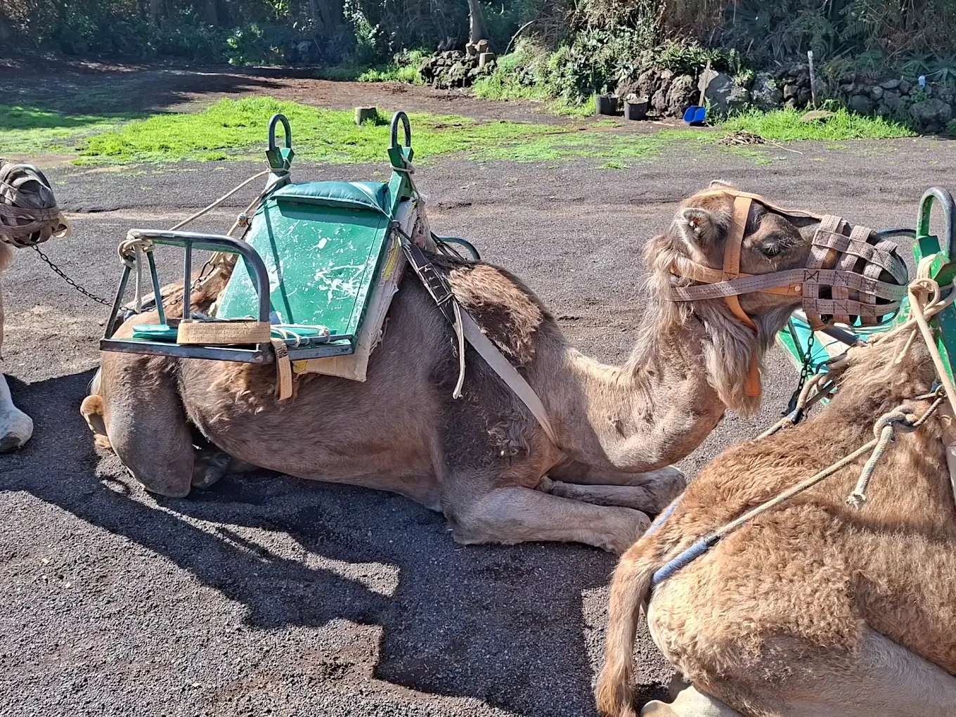 Camel Riding in Los Gigantes