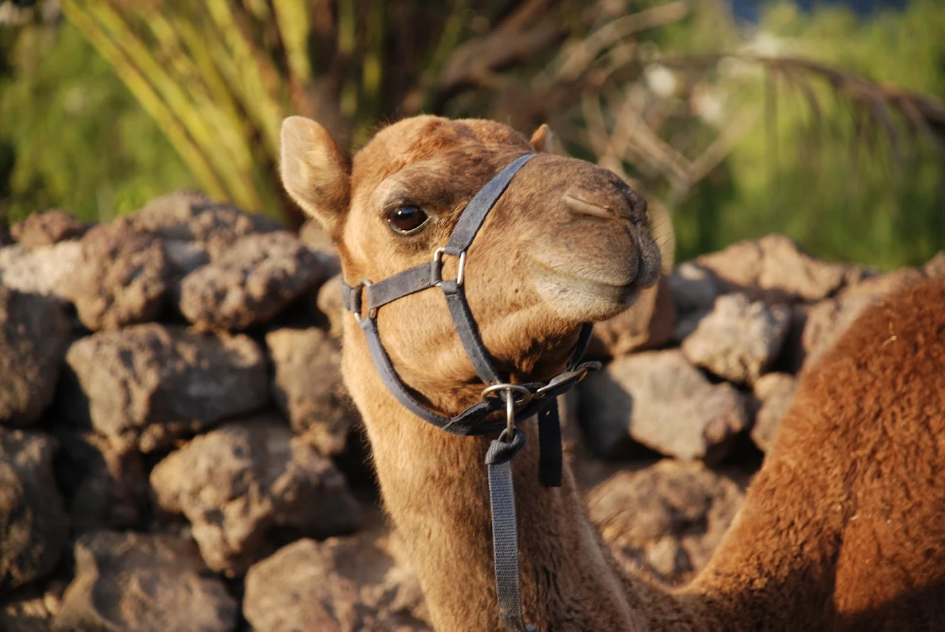 Camel Riding in Los Gigantes photo 5