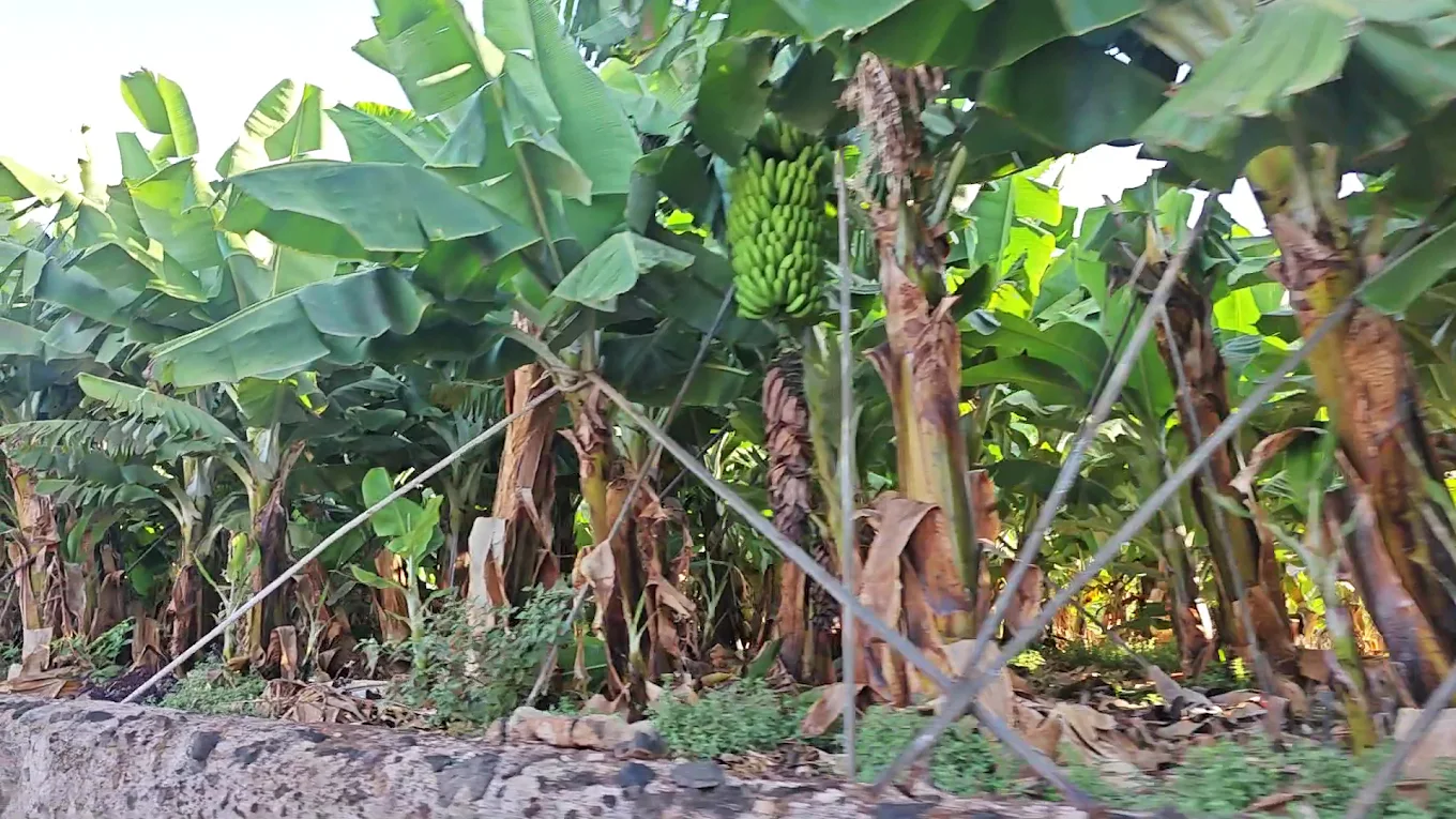 Quad & Buggy Tours in Los Gigantes