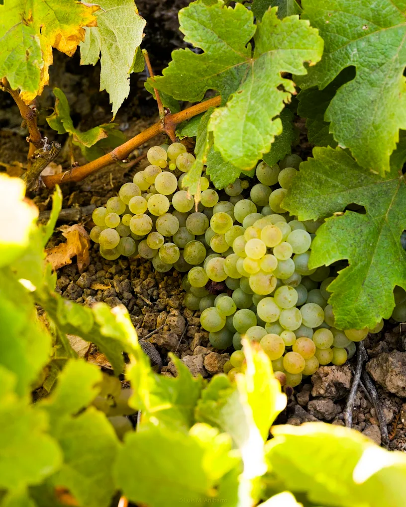 Wine Tasting in Agulo photo 4