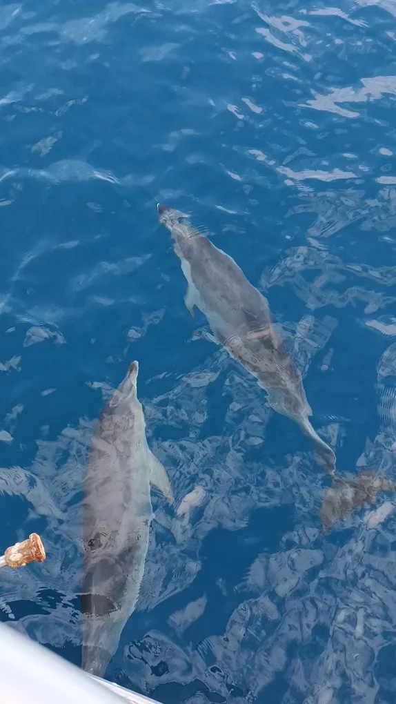 Family Boat Trips in Las Palmas photo 2