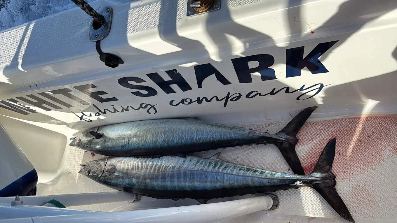 Fishing Charter in La Laguna photo 5