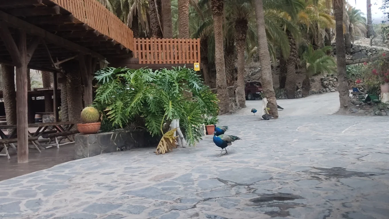 Camel Riding in Las Palmas