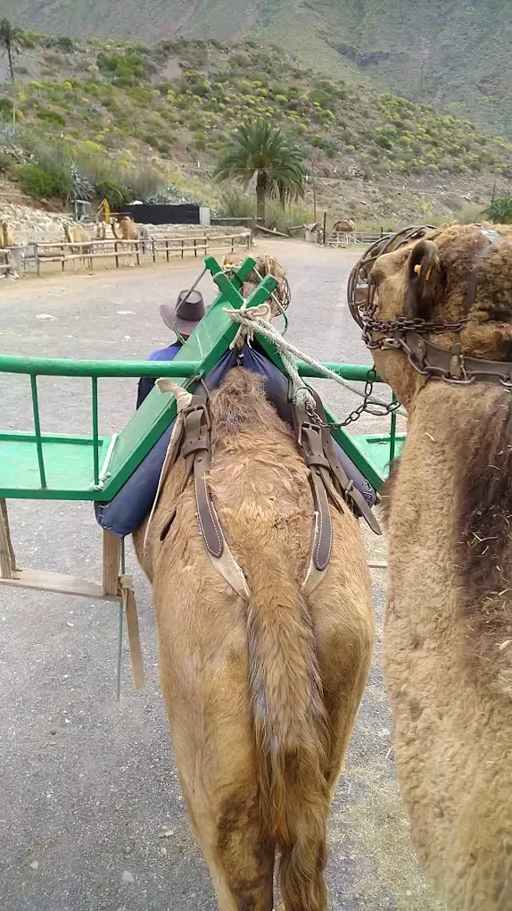 Camel Riding in Las Palmas photo 2