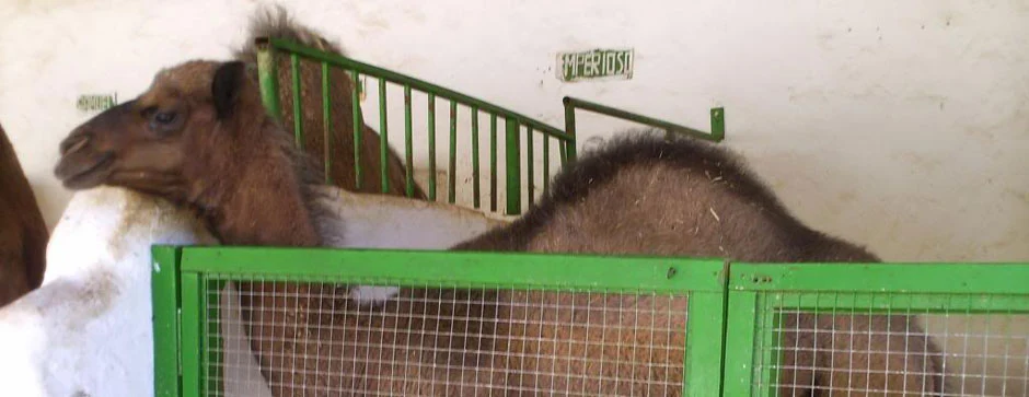 Camel Riding in Las Palmas photo 5