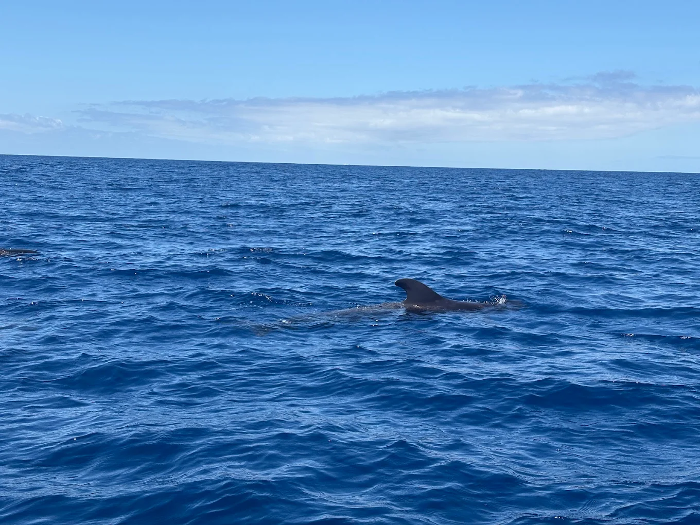 Water Skiing in Puerto de la Cruz photo 3