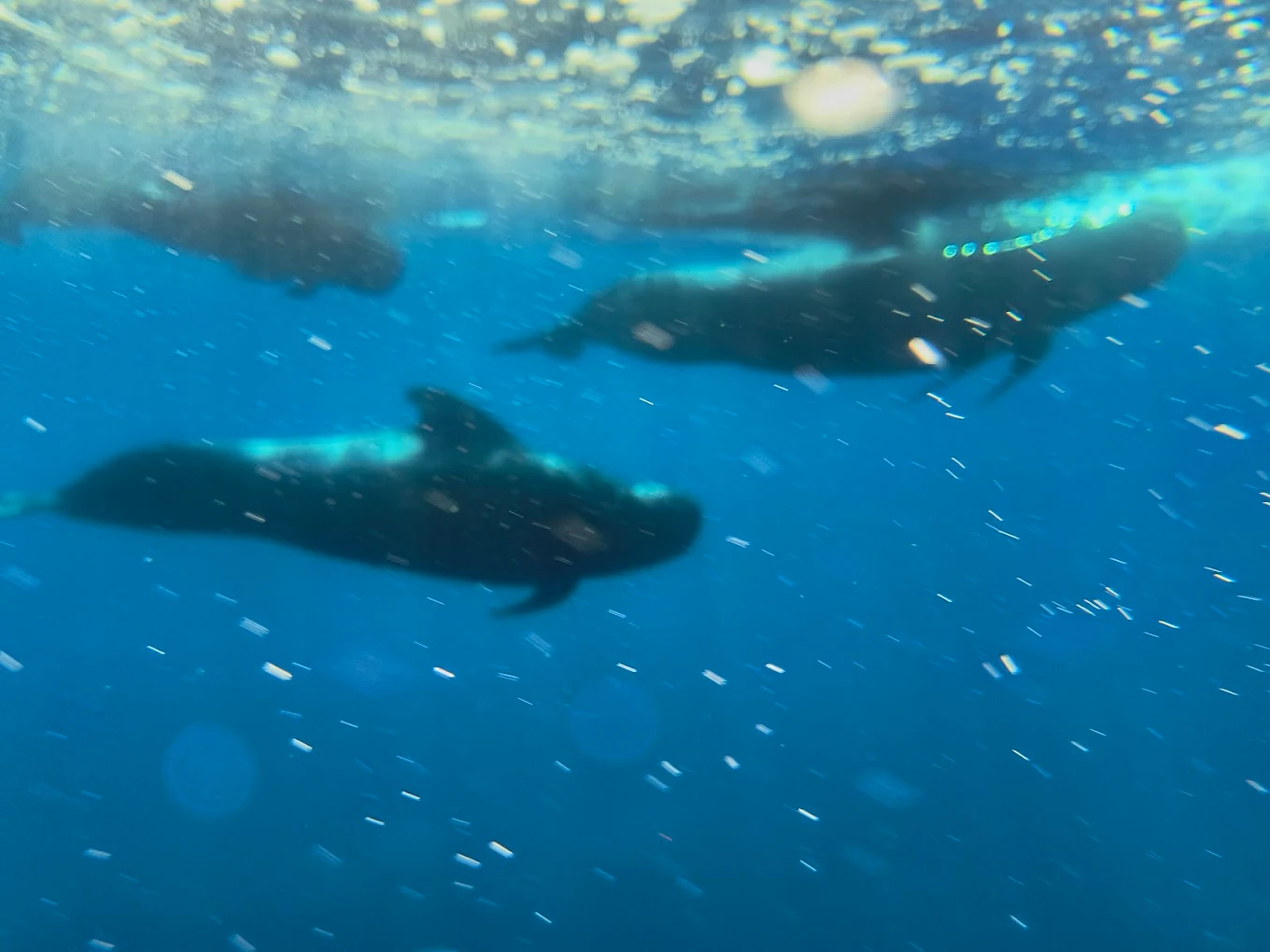Dolphin Watching in La Laguna photo 2
