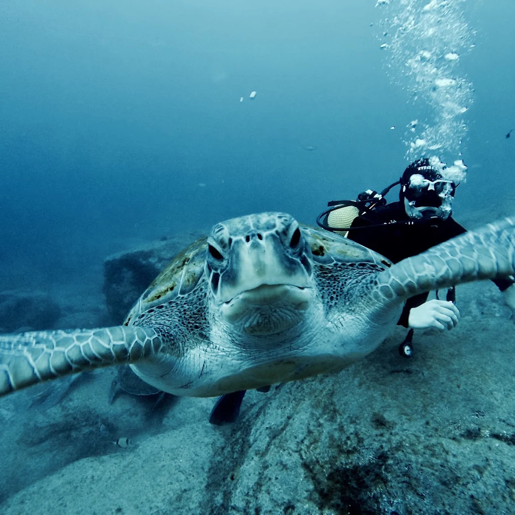 Diving & Snorkeling in Los Cristianos photo 3