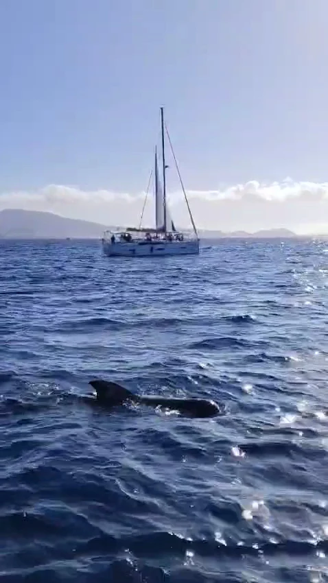 Sailing Excursion in La Laguna photo 4