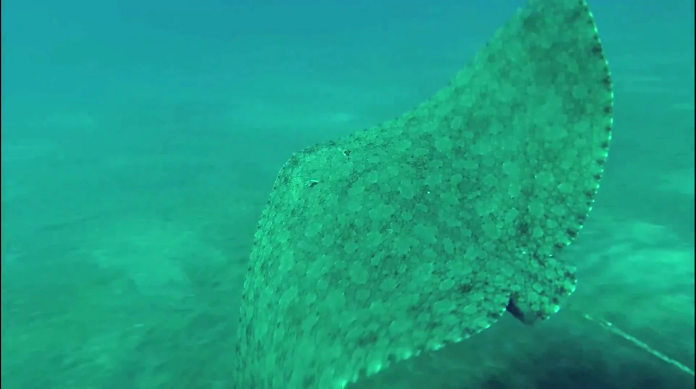 Diving & Snorkeling in Puerto de la Cruz