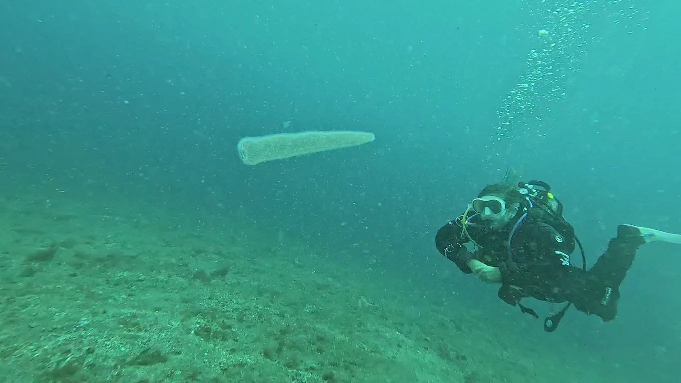 Diving & Snorkeling in Puerto de la Cruz photo 2