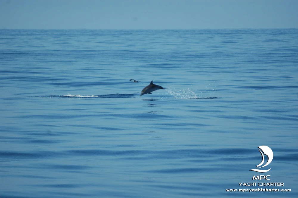 Boat Party in Los Gigantes photo 3