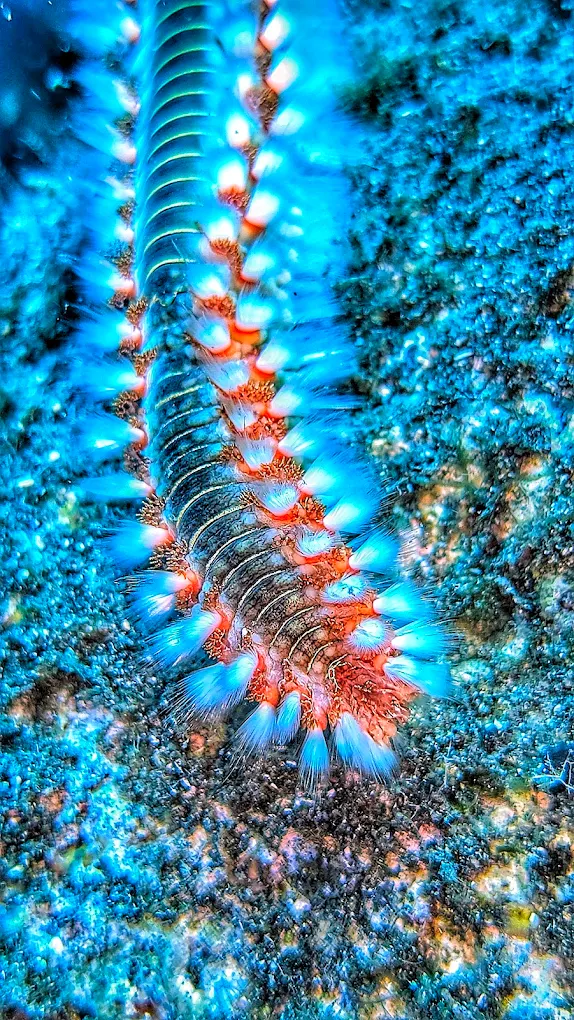 Diving & Snorkeling in Hermigua photo 2