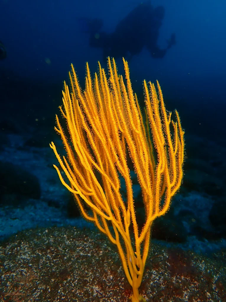 Diving & Snorkeling in Hermigua photo 3