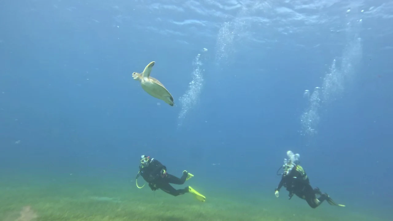 Diving & Snorkeling in Costa Adeje